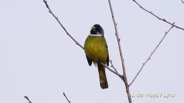 Collared Finchbill - ML201496341