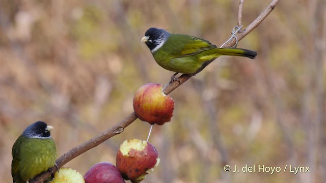 Bulbul à semi-collier - ML201496351