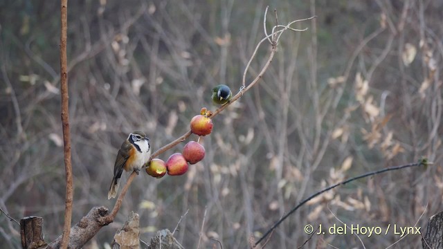 Bulbul Collarejo - ML201496361