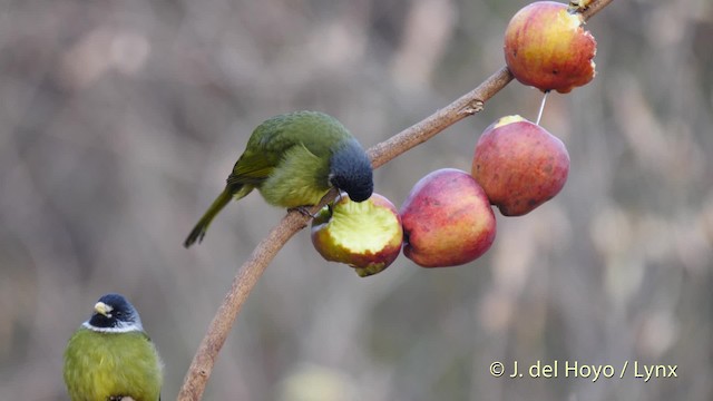 Collared Finchbill - ML201496371