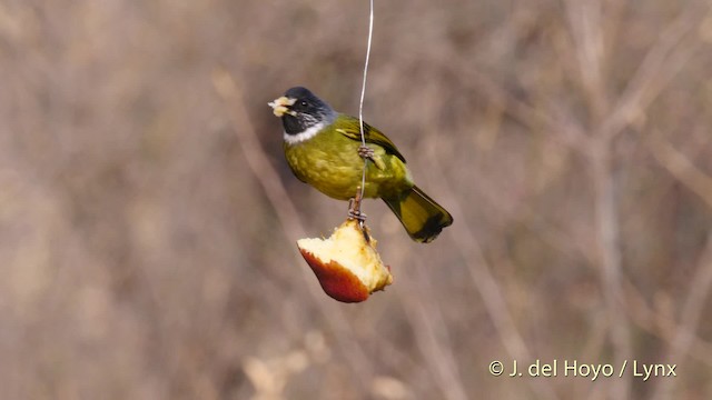 Bulbul Collarejo - ML201496381