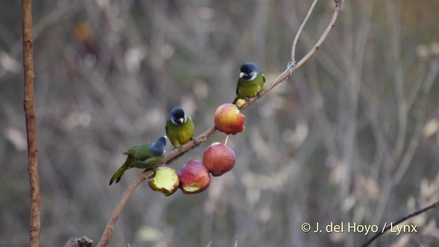 Bulbul Collarejo - ML201496391