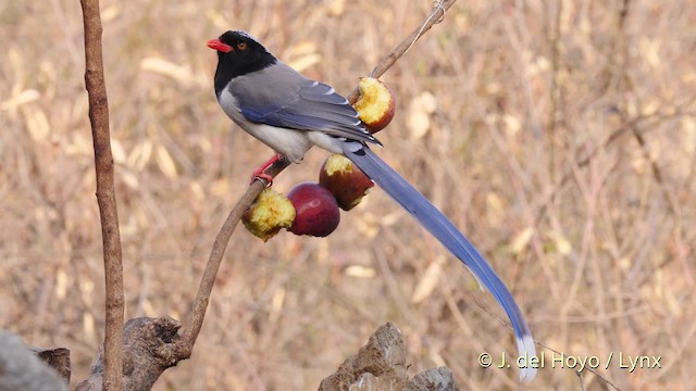 Red-billed Blue-Magpie - ML201496401