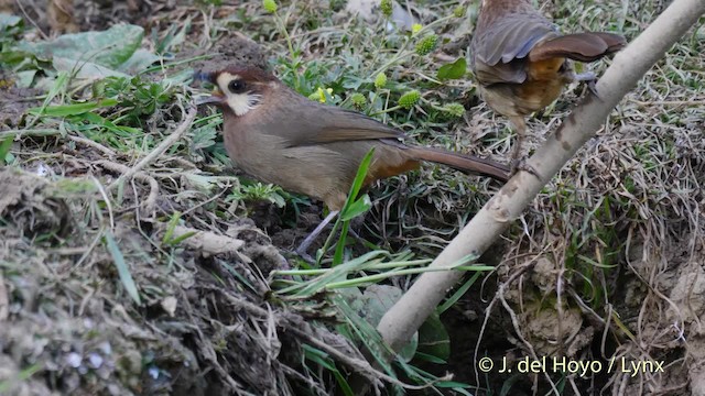 Garrulaxe à sourcils blancs - ML201496431