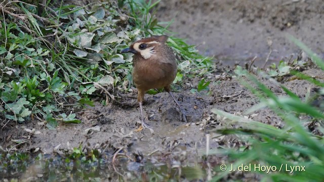 White-browed Laughingthrush - ML201496441