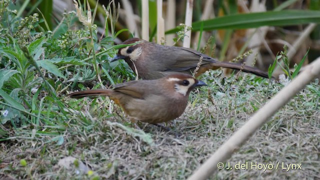 White-browed Laughingthrush - ML201496451