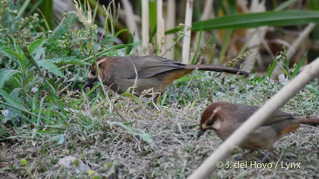 White-browed Laughingthrush - ML201496461