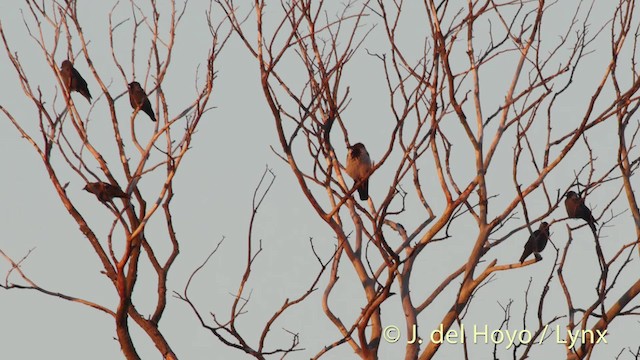 Hooded Crow (Hooded) - ML201496591