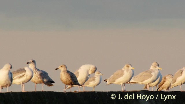 Goéland cendré (canus) - ML201496611