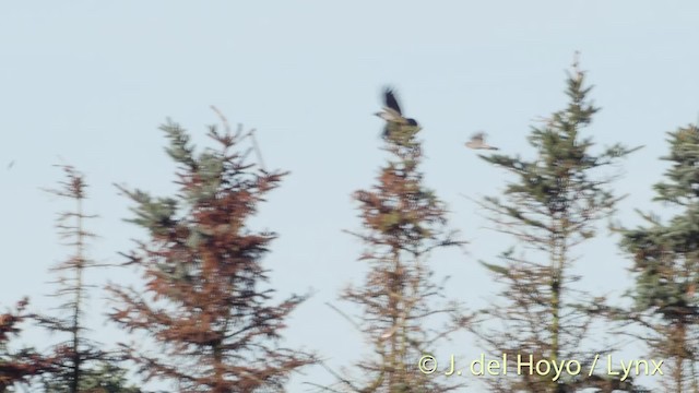 Hooded Crow (Hooded) - ML201496981