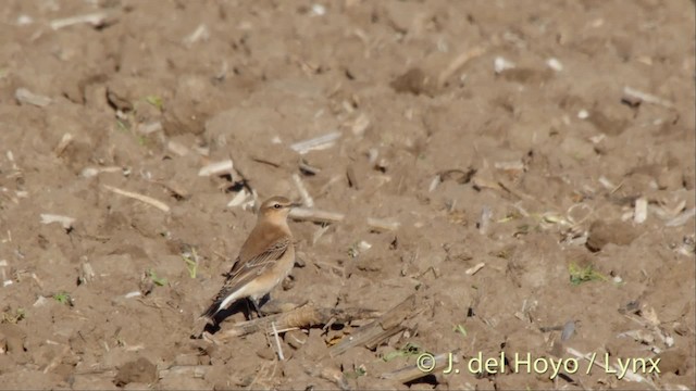 Buztanzuri arrunta (oenanthe/libanotica) - ML201497041