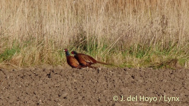 Ring-necked Pheasant - ML201497051