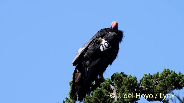 Condor de Californie - ML201497341