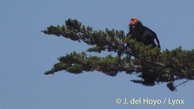 Cóndor Californiano - ML201497351