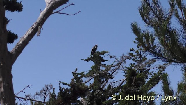 Cóndor Californiano - ML201497461