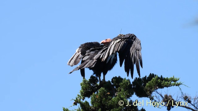 Cóndor Californiano - ML201497481