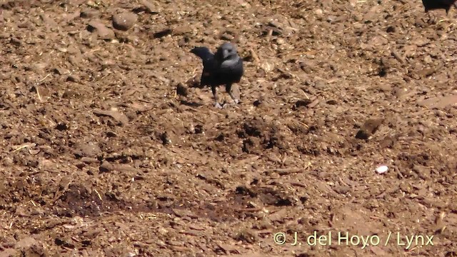 Tricolored Blackbird - ML201497491