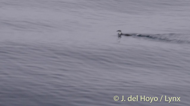 Scripps's Murrelet - ML201497531