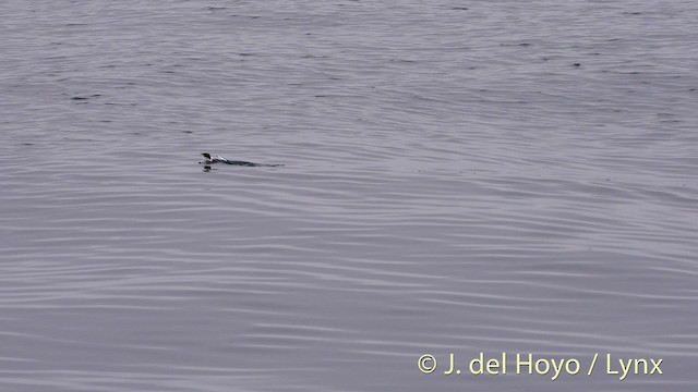 Scripps's Murrelet - ML201497551