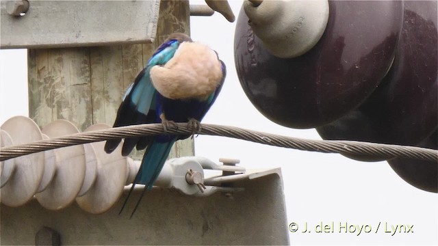 Blue-bellied Roller - ML201497581