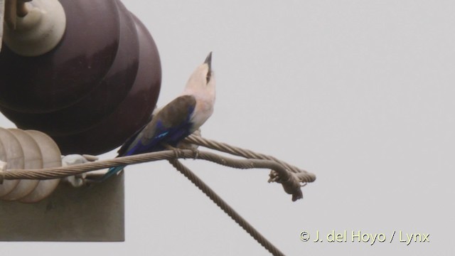 Blue-bellied Roller - ML201497591