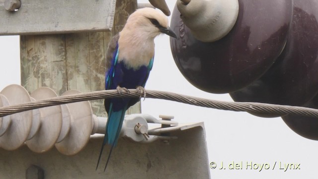 Blue-bellied Roller - ML201497601