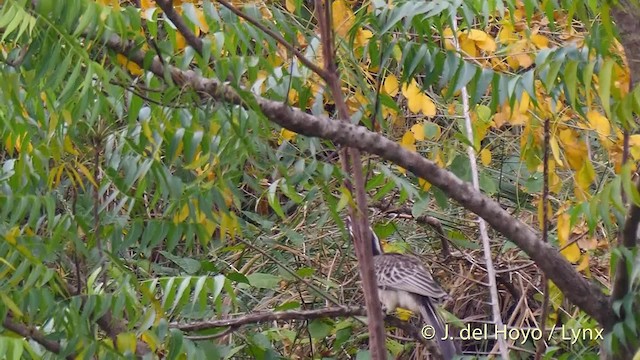 African Gray Hornbill - ML201497631