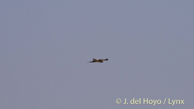 Swainson's Hawk - ML201497671