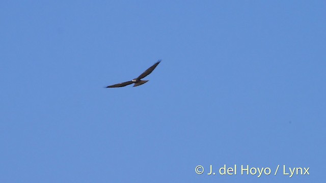 Swainson's Hawk - ML201497681