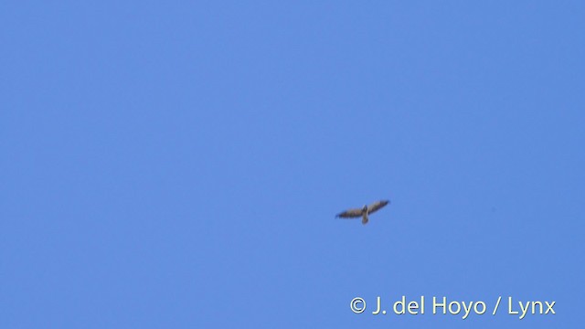 Swainson's Hawk - ML201497691