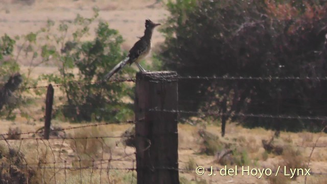 Greater Roadrunner - ML201497751