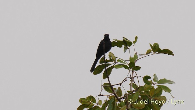 Northern Black-Flycatcher - ML201497771