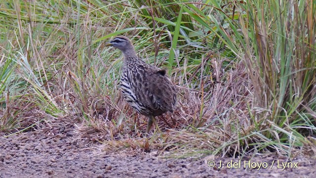 Double-spurred Spurfowl - ML201497801