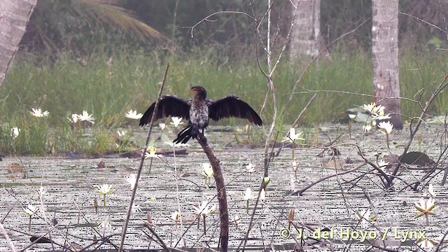 Long-tailed Cormorant - ML201497841