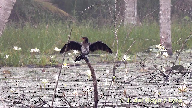 Cormorán Africano - ML201497841