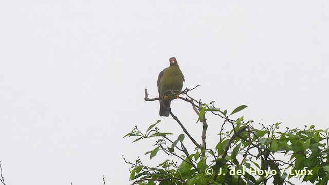 Африканский зелёный голубь [группа calvus] - ML201497851