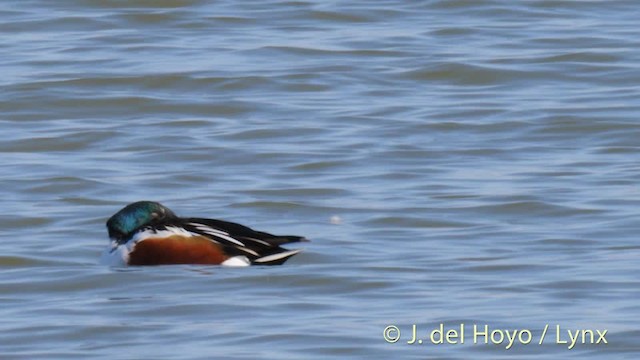 Northern Shoveler - ML201497991