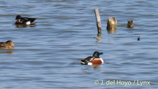 Northern Shoveler - ML201498031