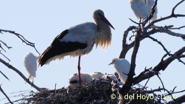 White Stork - ML201498141
