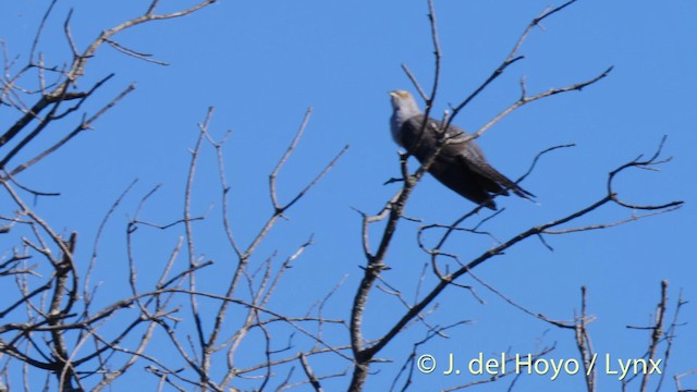 Common Cuckoo - ML201498151