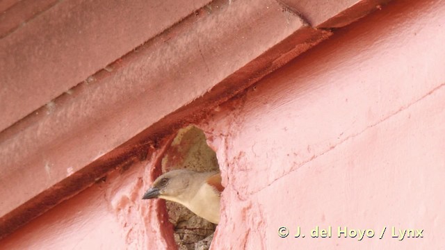 Northern Gray-headed Sparrow - ML201498281