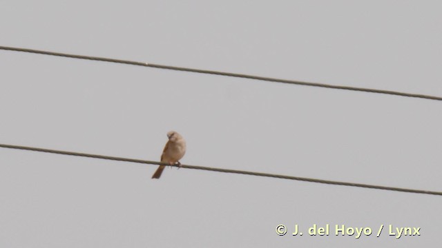 Northern Gray-headed Sparrow - ML201498311