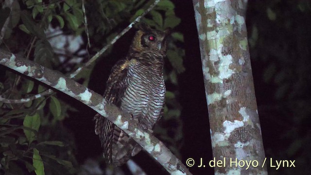 Búho de Guinea (poensis) - ML201498321