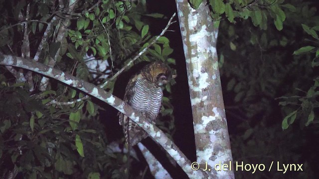 Fraser's Eagle-Owl (Western) - ML201498341