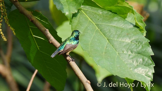 Olive-bellied Sunbird - ML201498351