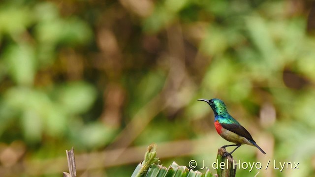 Olive-bellied Sunbird - ML201498361