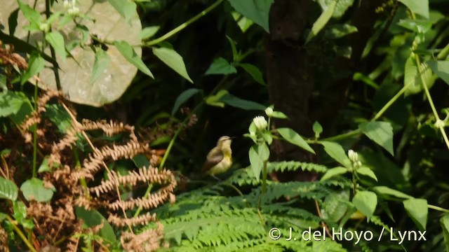 Olive-bellied Sunbird - ML201498371