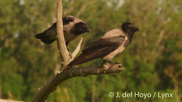 Hooded Crow - ML201498521