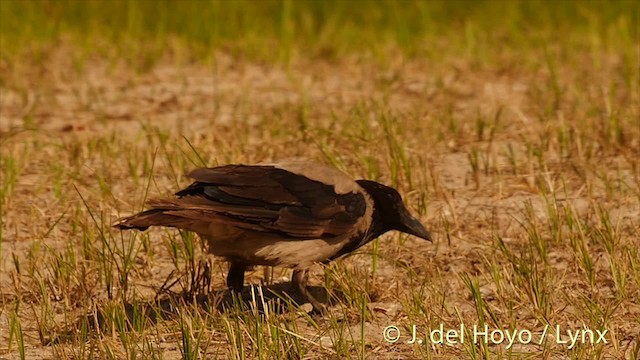 Hooded Crow - ML201498551