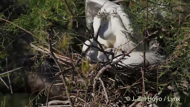 Little Egret (Western) - ML201498581